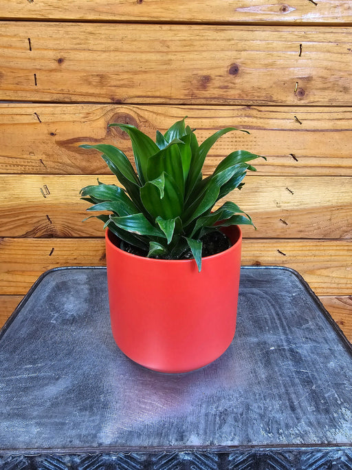 The Plant Farm® Houseplants Dracaena Janet Craig Compacta, 4" Plant