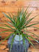 The Plant Farm® Houseplants Dracaena Marginata Bi-Color, 6" Plant