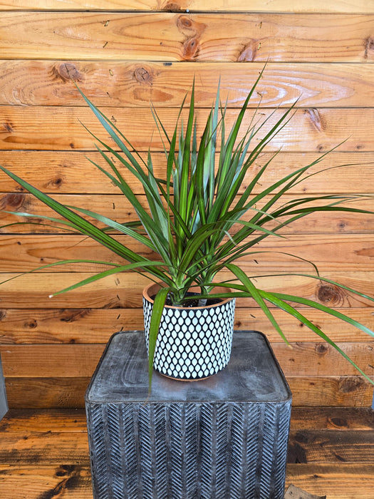 The Plant Farm® Houseplants Dracaena Marginata Bi-Color, 6" Plant