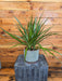 The Plant Farm® Houseplants Dracaena Marginata Bi-Color, 6" Plant