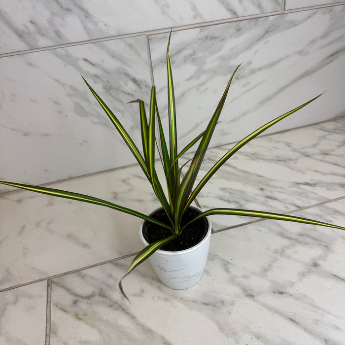 The Plant Farm® Houseplants Dracaena Marginata Kiwi, 4" Plant