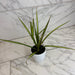 The Plant Farm® Houseplants Dracaena Marginata Kiwi, 4" Plant