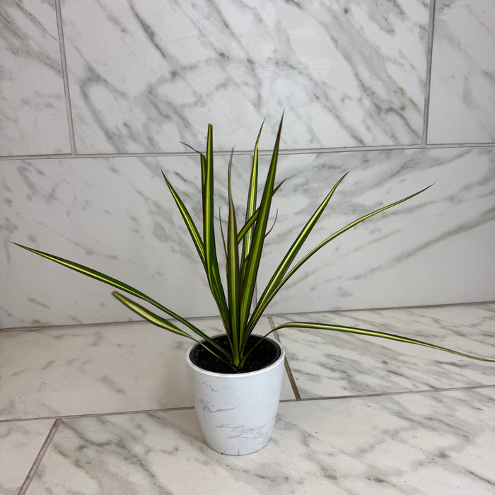 The Plant Farm® Houseplants Dracaena Marginata Kiwi, 4" Plant