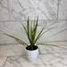 The Plant Farm® Houseplants Dracaena Marginata Kiwi, 4" Plant