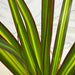 The Plant Farm® Houseplants Dracaena Marginata Kiwi, 4" Plant