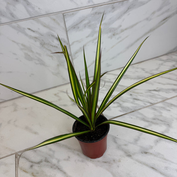 The Plant Farm® Houseplants Dracaena Marginata Kiwi, 4" Plant