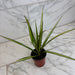 The Plant Farm® Houseplants Dracaena Marginata Kiwi, 4" Plant