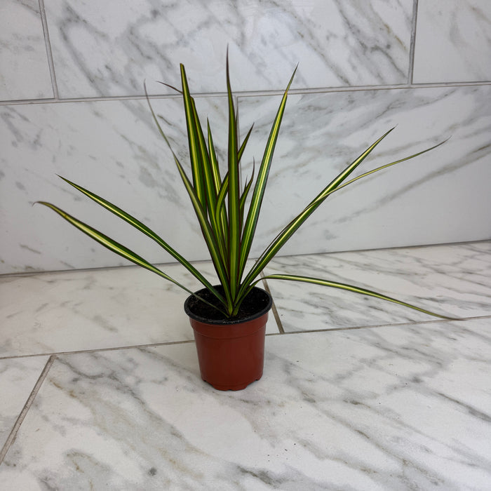 The Plant Farm® Houseplants Dracaena Marginata Kiwi, 4" Plant