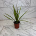 The Plant Farm® Houseplants Dracaena Marginata Kiwi, 4" Plant