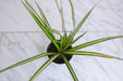 The Plant Farm® Houseplants Dracaena Marginata Kiwi, 4" Plant
