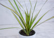 The Plant Farm® Houseplants Dracaena Marginata Kiwi, 4" Plant