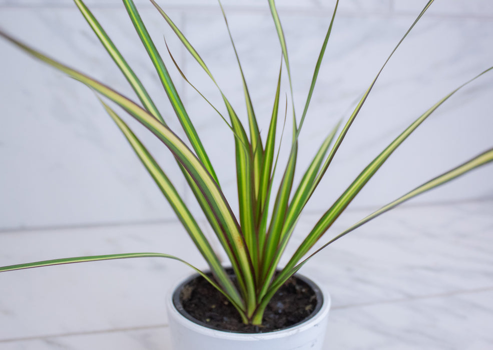 The Plant Farm® Houseplants Dracaena Marginata Kiwi, 4" Plant