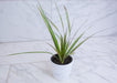 The Plant Farm® Houseplants Dracaena Marginata Kiwi, 4" Plant