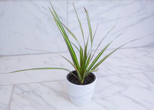 The Plant Farm® Houseplants Dracaena Marginata Kiwi, 4" Plant