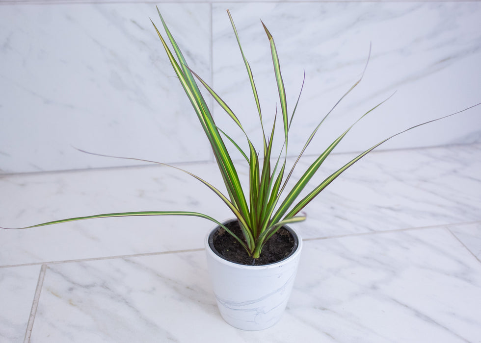 The Plant Farm® Houseplants Dracaena Marginata Kiwi, 4" Plant