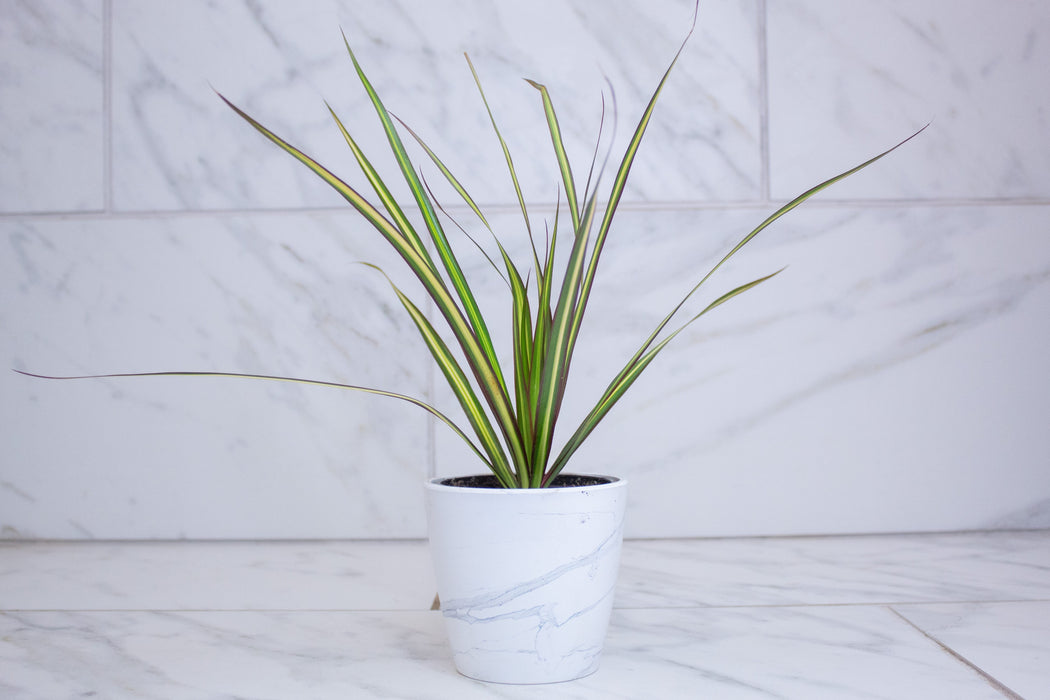The Plant Farm® Houseplants Dracaena Marginata Kiwi, 4" Plant