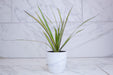 The Plant Farm® Houseplants Dracaena Marginata Kiwi, 4" Plant