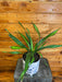 The Plant Farm® Houseplants Dracaena Rikki, 6" Plant