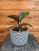 The Plant Farm® Houseplants Ensete Maurelii, 6" Plant