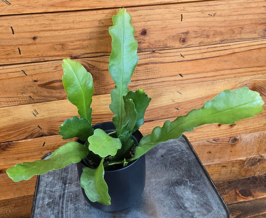 The Plant Farm® Houseplants Epiphyllum Anguliger Beavertail Orchid Cactus, 4" Plant