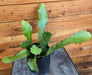 The Plant Farm® Houseplants Epiphyllum Anguliger Beavertail Orchid Cactus, 4" Plant