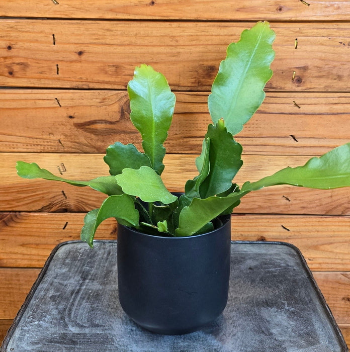The Plant Farm® Houseplants Epiphyllum Anguliger Beavertail Orchid Cactus, 4" Plant