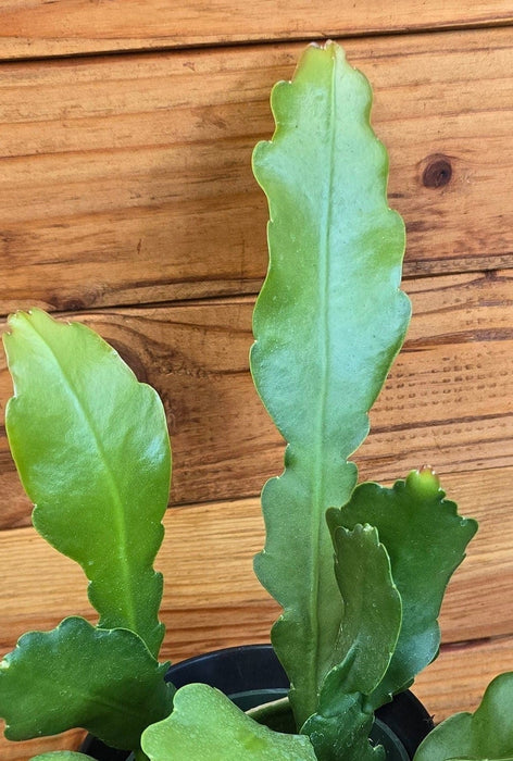 The Plant Farm® Houseplants Epiphyllum Anguliger Beavertail Orchid Cactus, 4" Plant