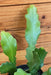 The Plant Farm® Houseplants Epiphyllum Anguliger Beavertail Orchid Cactus, 4" Plant