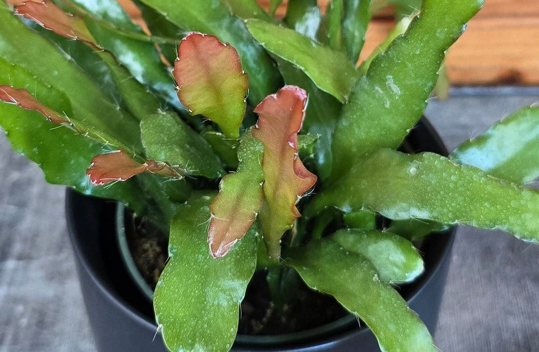 The Plant Farm® Houseplants Epiphyllum Anguliger Fire Orchid Cactus, 4" Plant