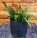 The Plant Farm® Houseplants Epiphyllum Anguliger Fire Orchid Cactus, 4" Plant