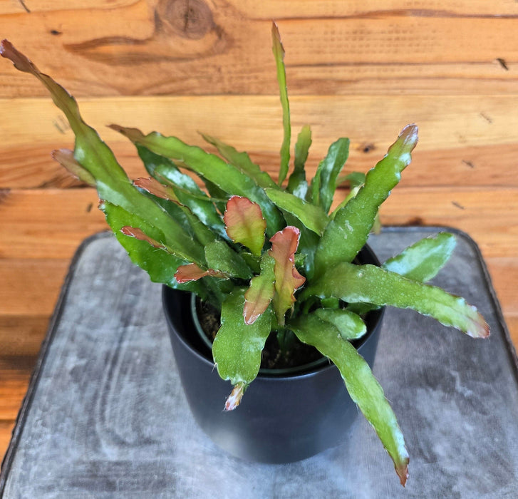 The Plant Farm® Houseplants Epiphyllum Anguliger Fire Orchid Cactus, 4" Plant