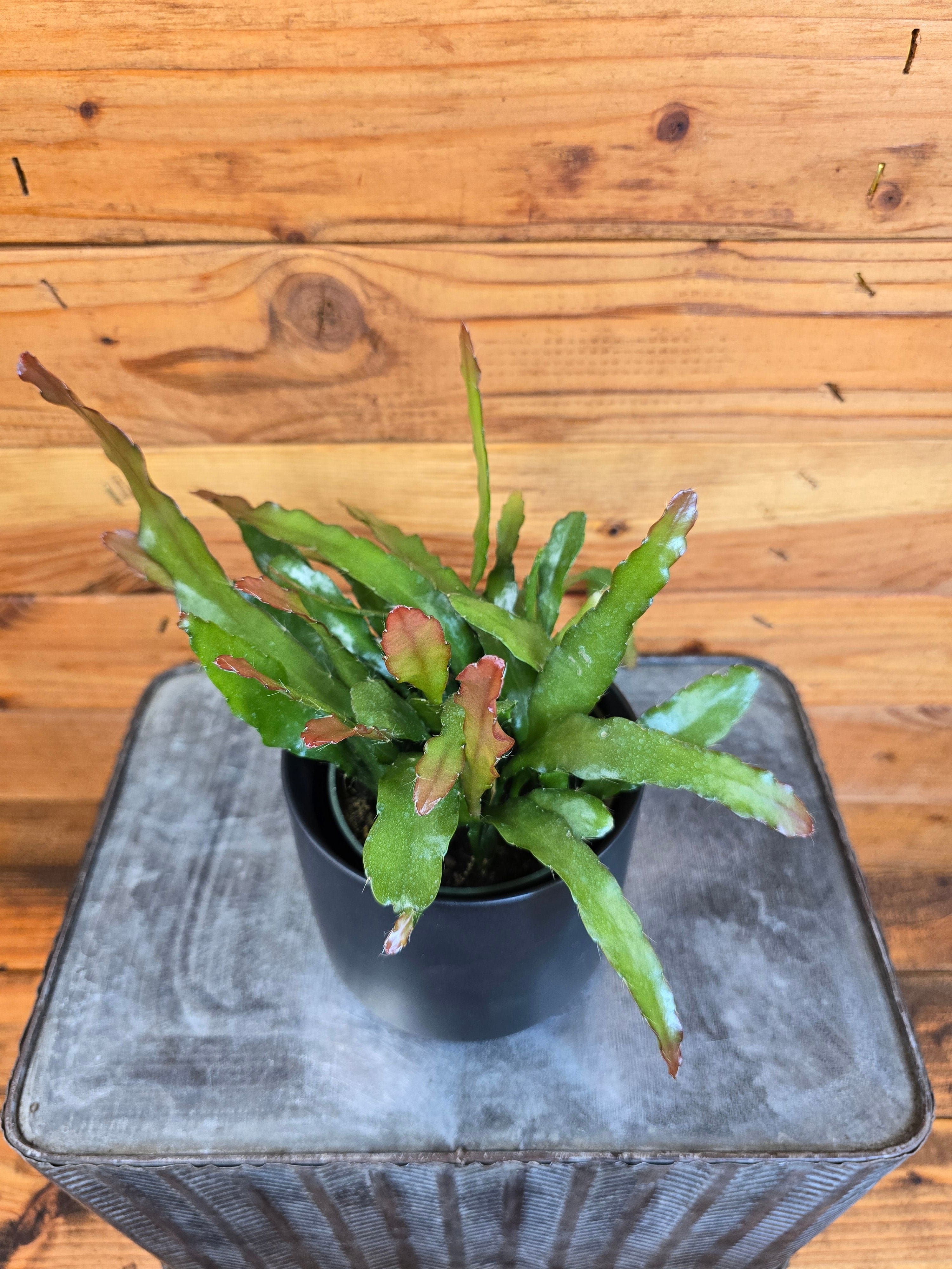 Epiphyllum Anguliger Fire Orchid Cactus, 4