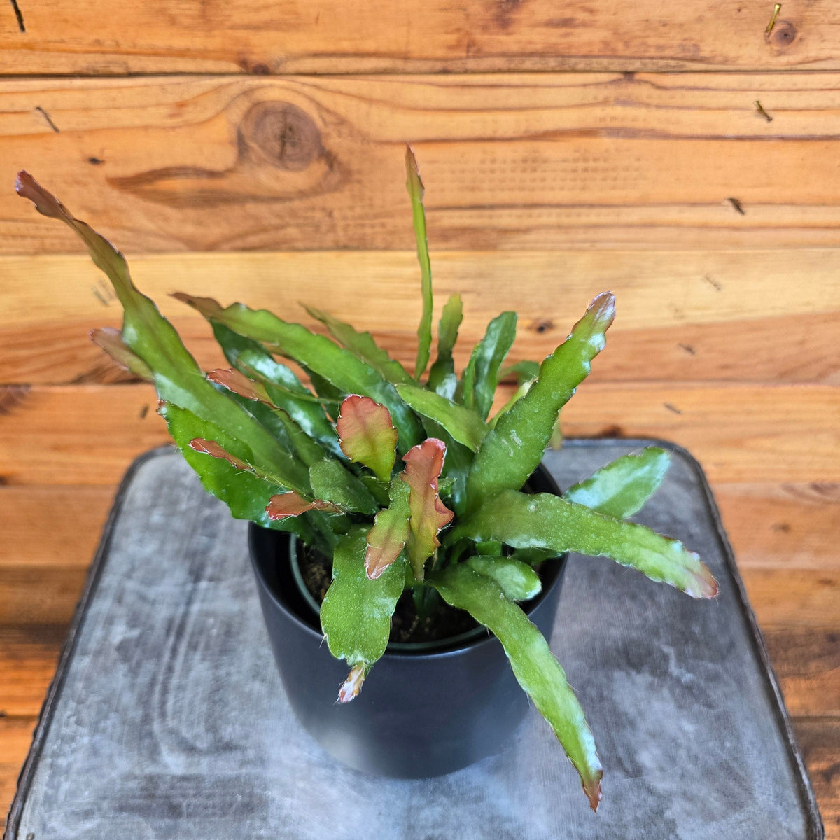 Epiphyllum Anguliger Fire Orchid Cactus, 4