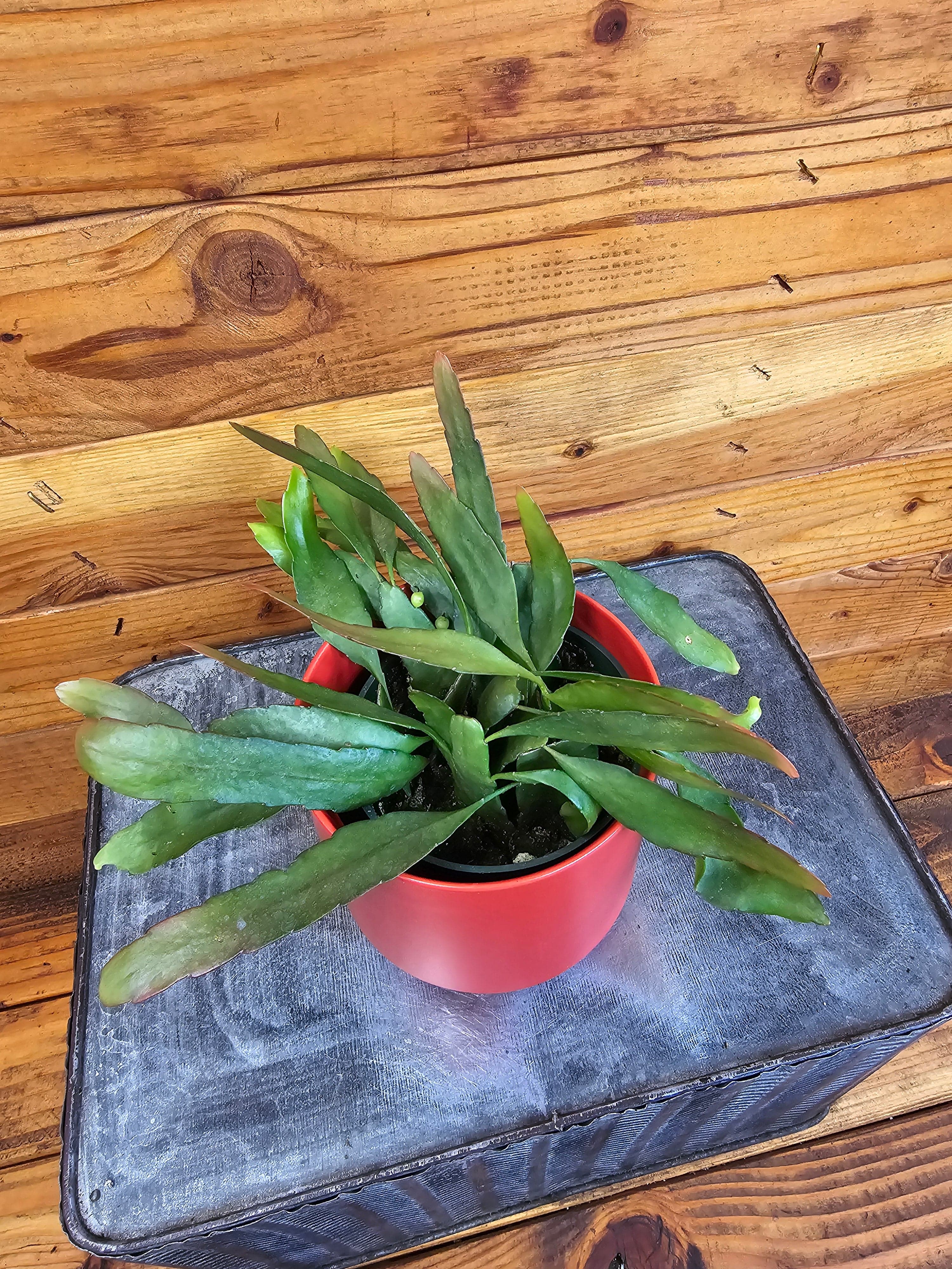 Pseudoripsalis Red Oval Orchid Cactus, 4