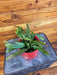 The Plant Farm® Houseplants Epiphyllum Anguliger Red Oval Orchid Cactus, 4" Plant