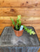 The Plant Farm® Houseplants Epiphyllum Anguliger Ric Rac Cactus, 4" Plant