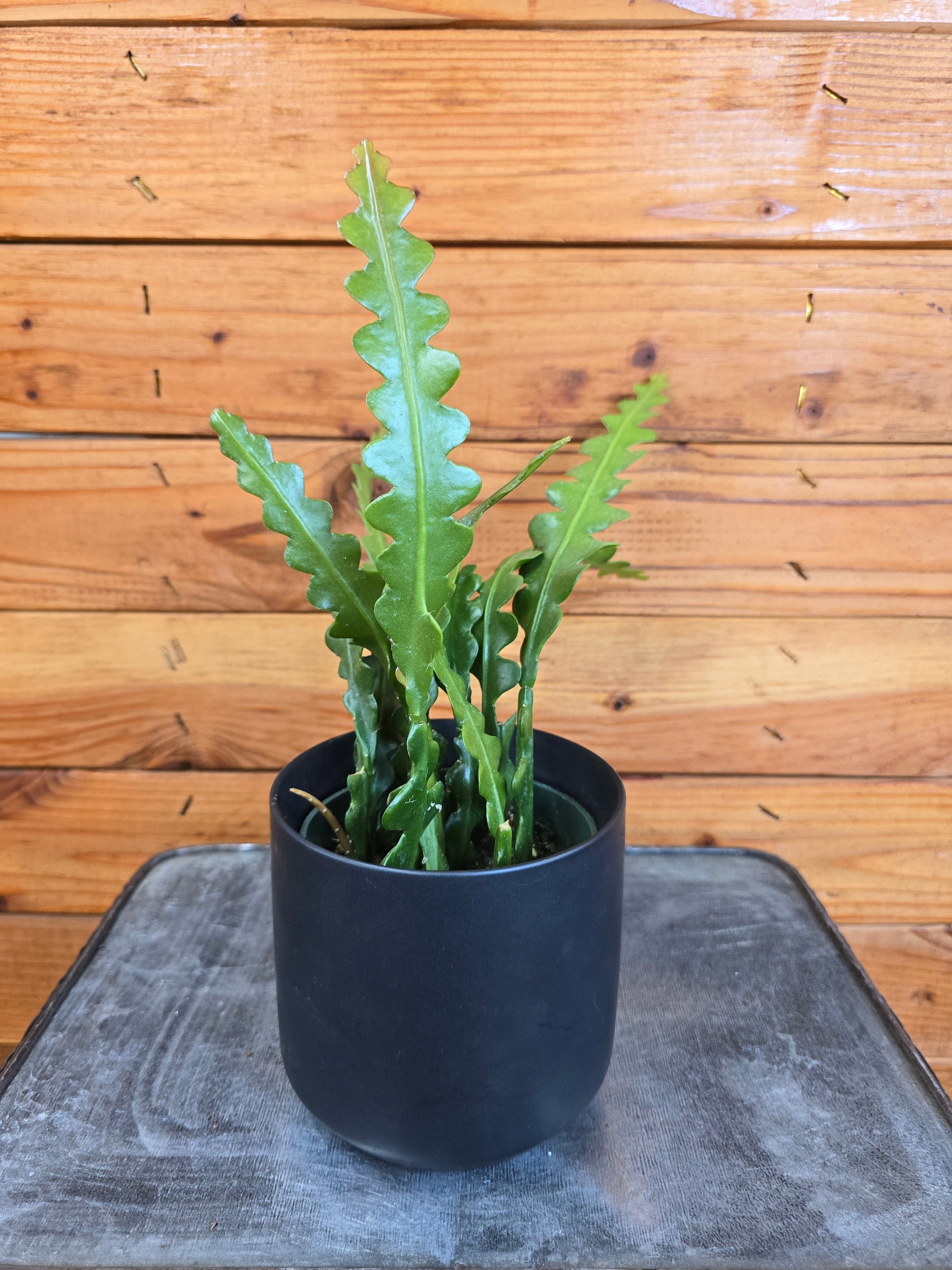 Epiphyllum Anguliger Ric Rac Cactus, 4