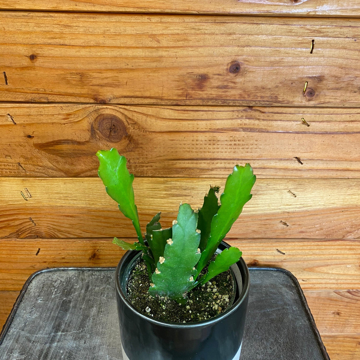 orchid cactus soil Epiphyllum Golden Orchid Cactus, 4" Plant — The Plant Farm®