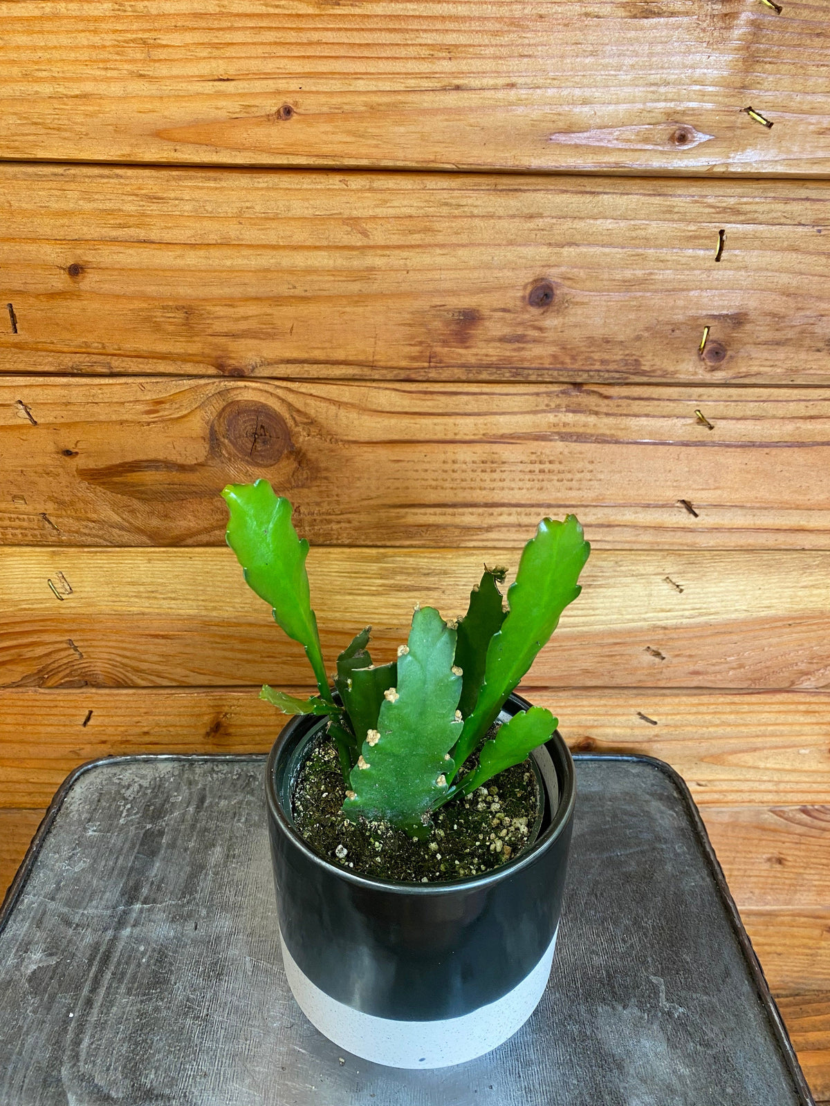Epiphyllum Golden Orchid Cactus, 4