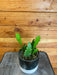 The Plant Farm® Houseplants Epiphyllum Golden Orchid Cactus, 4" Plant