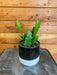 The Plant Farm® Houseplants Epiphyllum Golden Orchid Cactus, 4" Plant