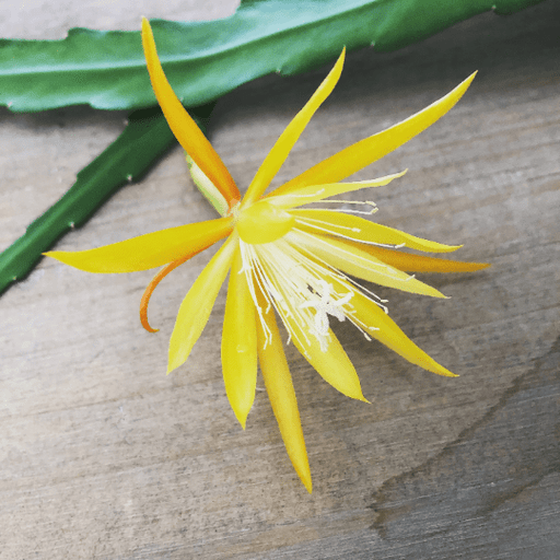 The Plant Farm® Houseplants Epiphyllum Golden Orchid Cactus, Cutting x1