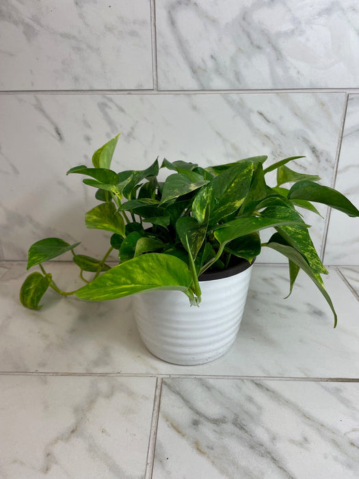 The Plant Farm® Houseplants Epipremnum Gold King, 6" Plant