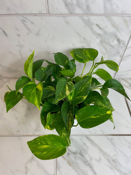 The Plant Farm® Houseplants Epipremnum Gold King, 6" Plant