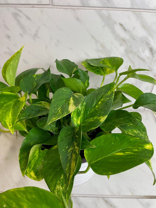 The Plant Farm® Houseplants Epipremnum Gold King, 6" Plant