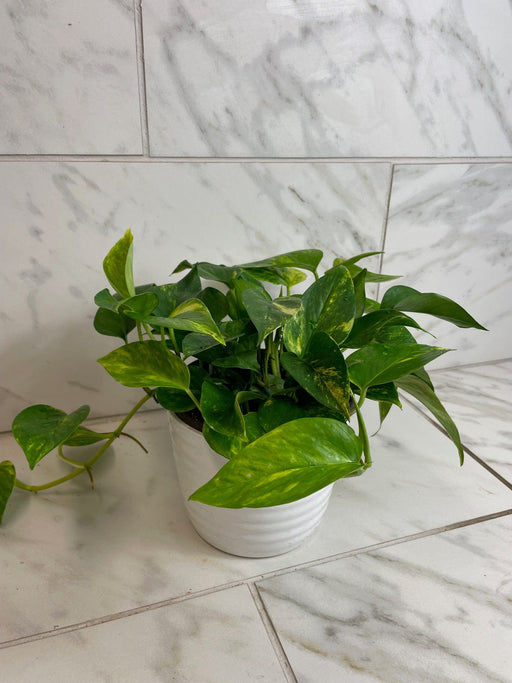 The Plant Farm® Houseplants Epipremnum Gold King, 6" Plant