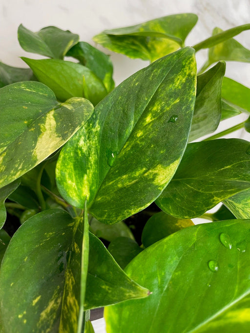 The Plant Farm® Houseplants Epipremnum Gold King, 6" Plant