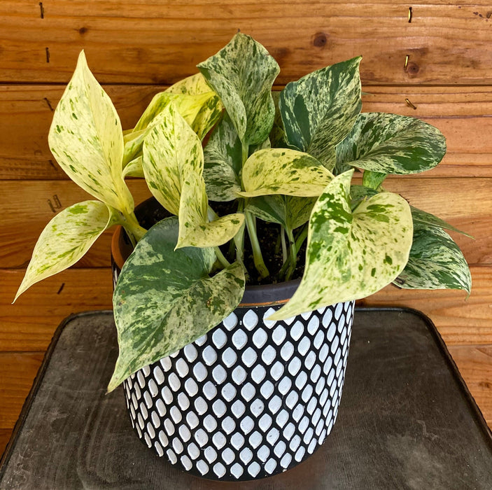 The Plant Farm® Houseplants Epipremnum Marble Queen, 6" Plant