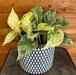 The Plant Farm® Houseplants Epipremnum Marble Queen, 6" Plant