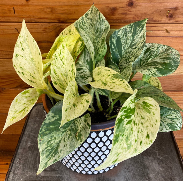 The Plant Farm® Houseplants Epipremnum Marble Queen, 6" Plant